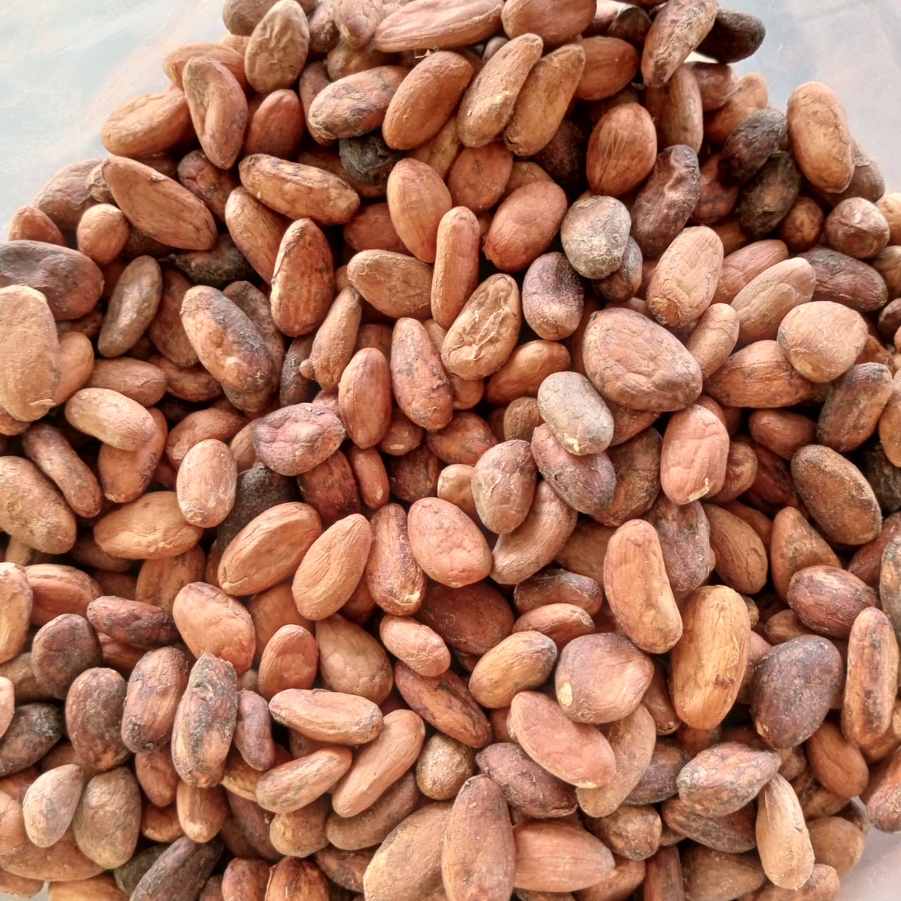 Cacao beans