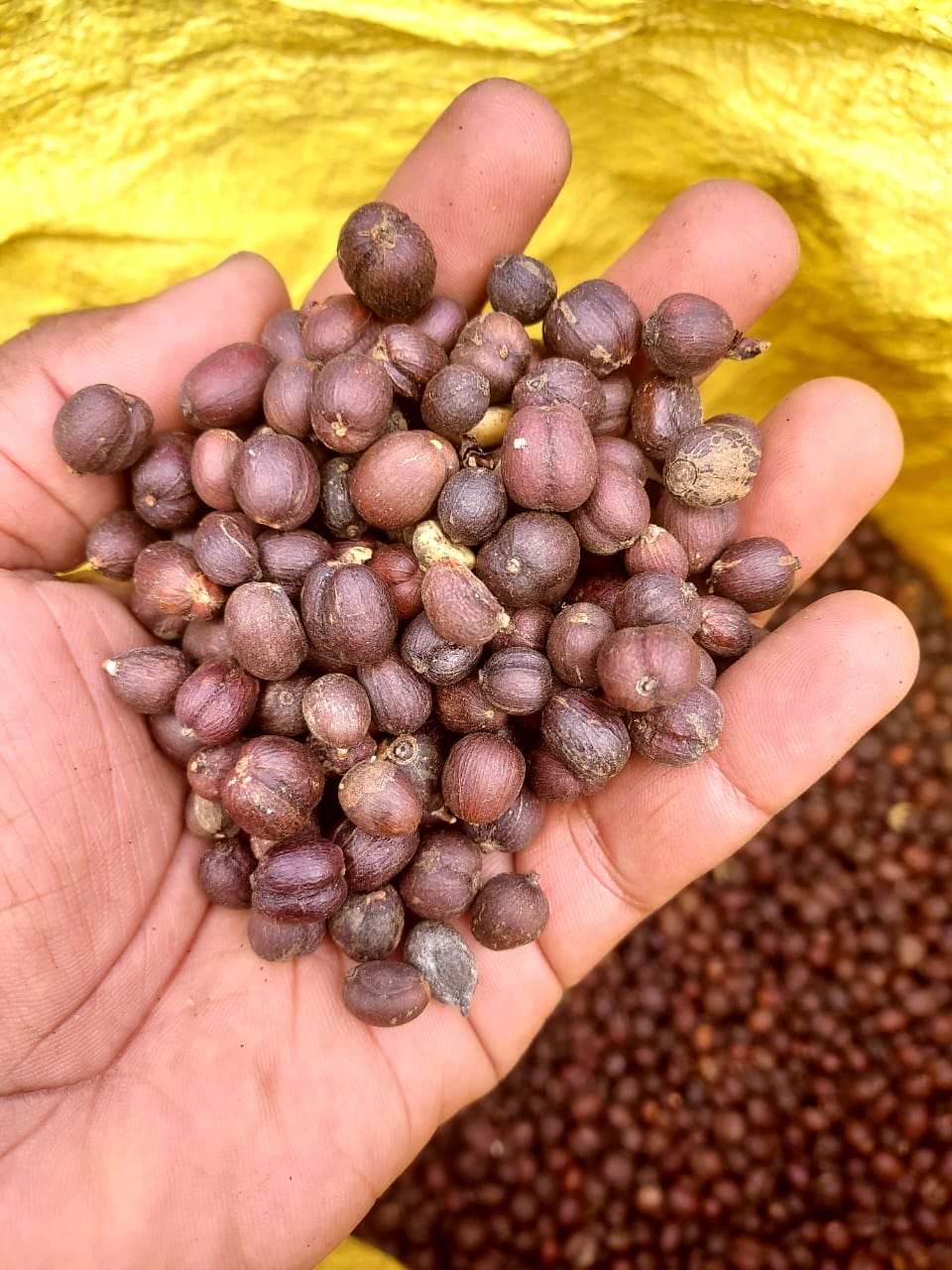 Robusta coffee beans