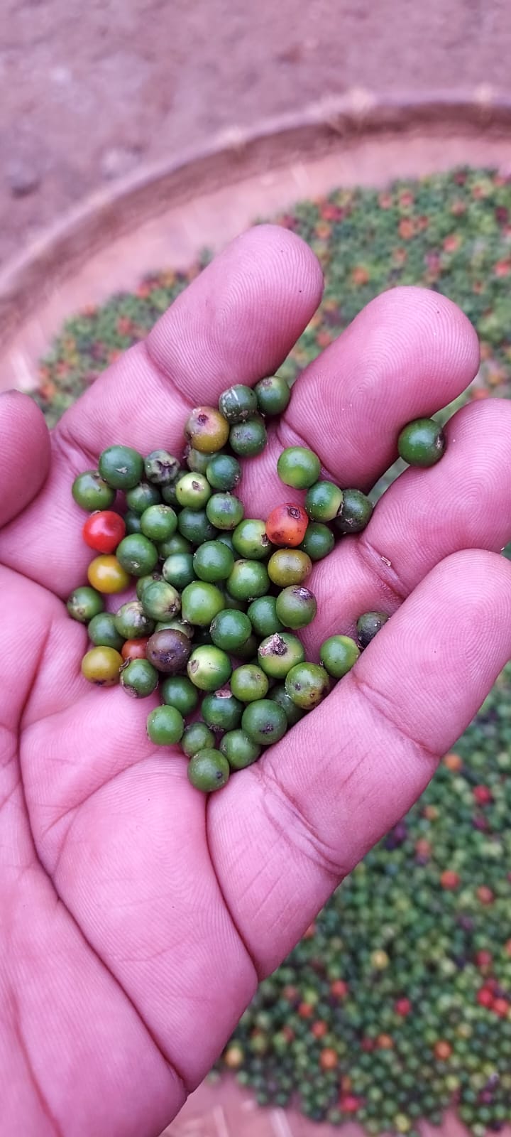Fresh black pepper berries